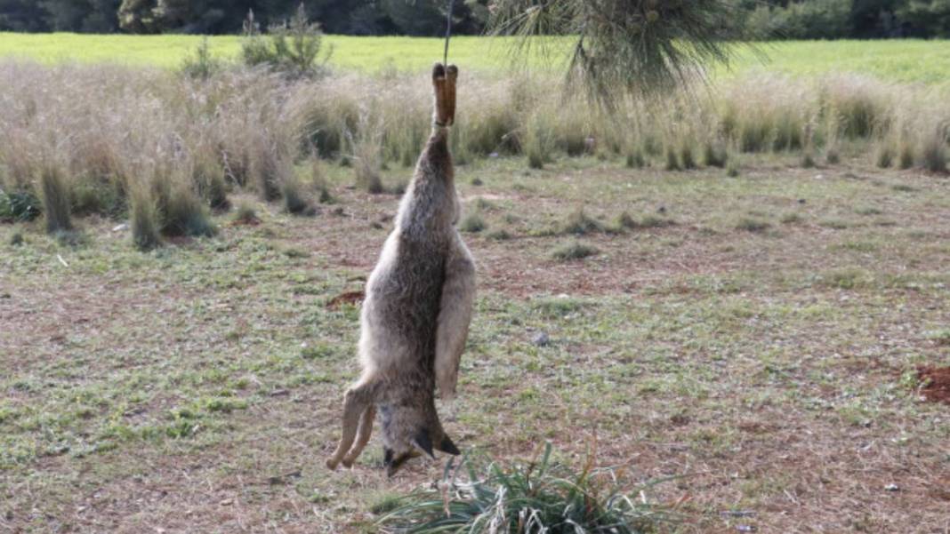 Mahalleliyi ayağa kaldıran olay! Tüfekle vurup ağaca astılar: Görenlerin tüyleri diken diken oldu 2